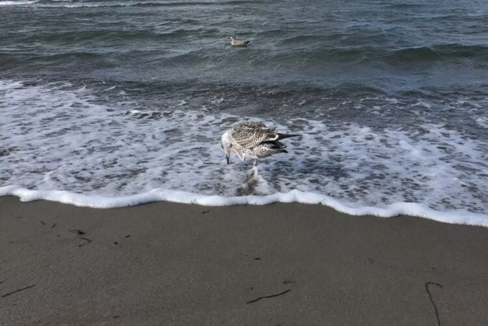 Im Ostseebad Boltenhagen-Gebieden zomer 5km