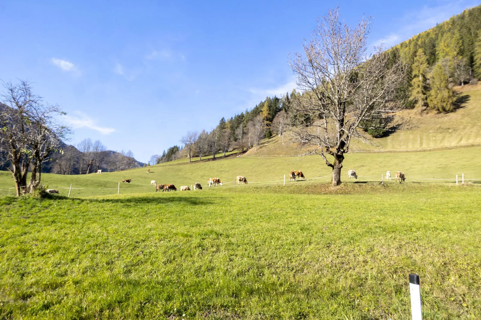 Appartement Bellini-Gebieden zomer 5km