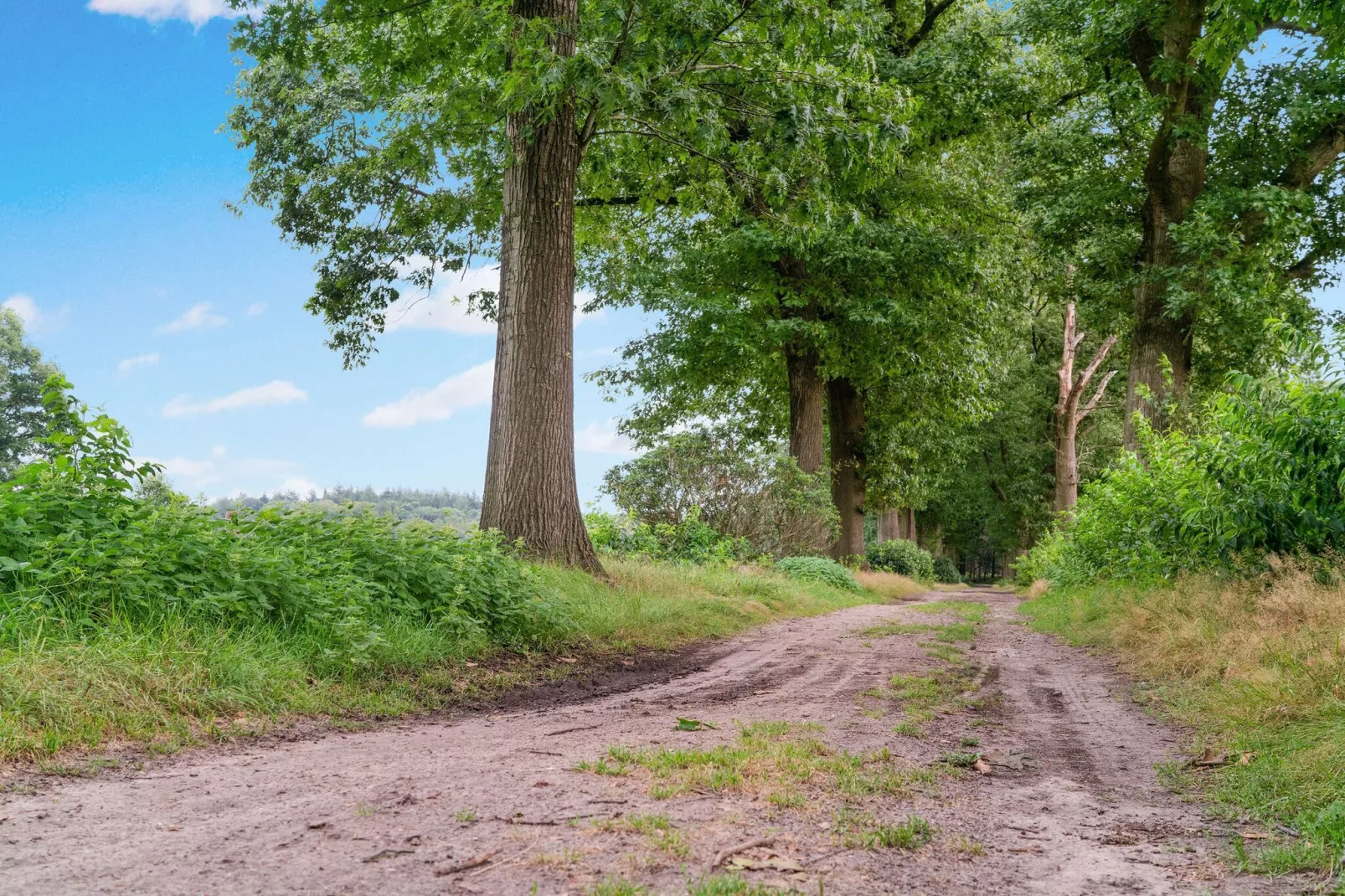 't Bunt-Gebieden zomer 1km