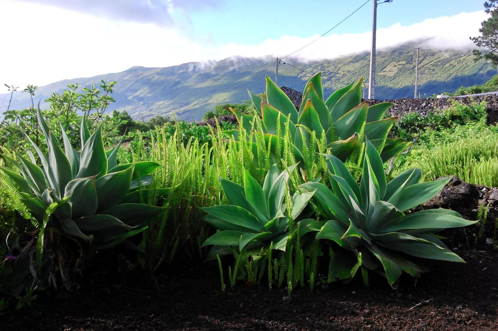 Holiday home in Praínha - Pico - Azores / Casa da Adega-Buitenkant zomer