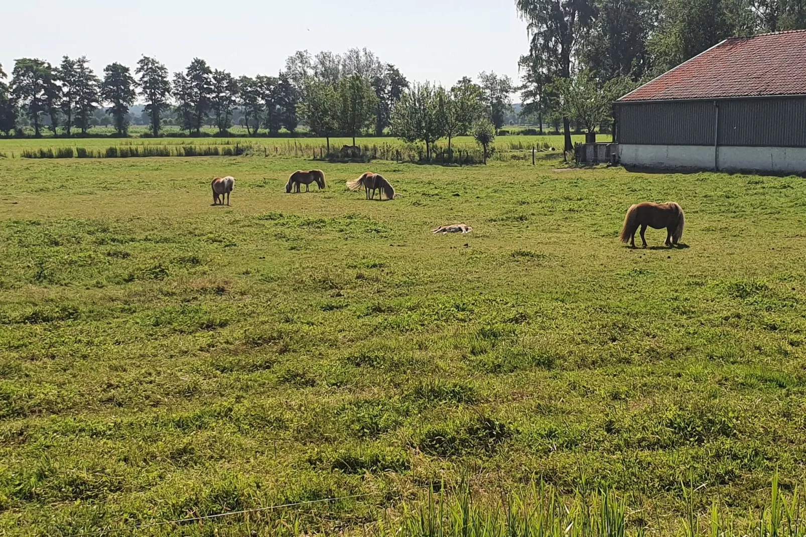 Landelijk Utrecht-Gebieden zomer 1km