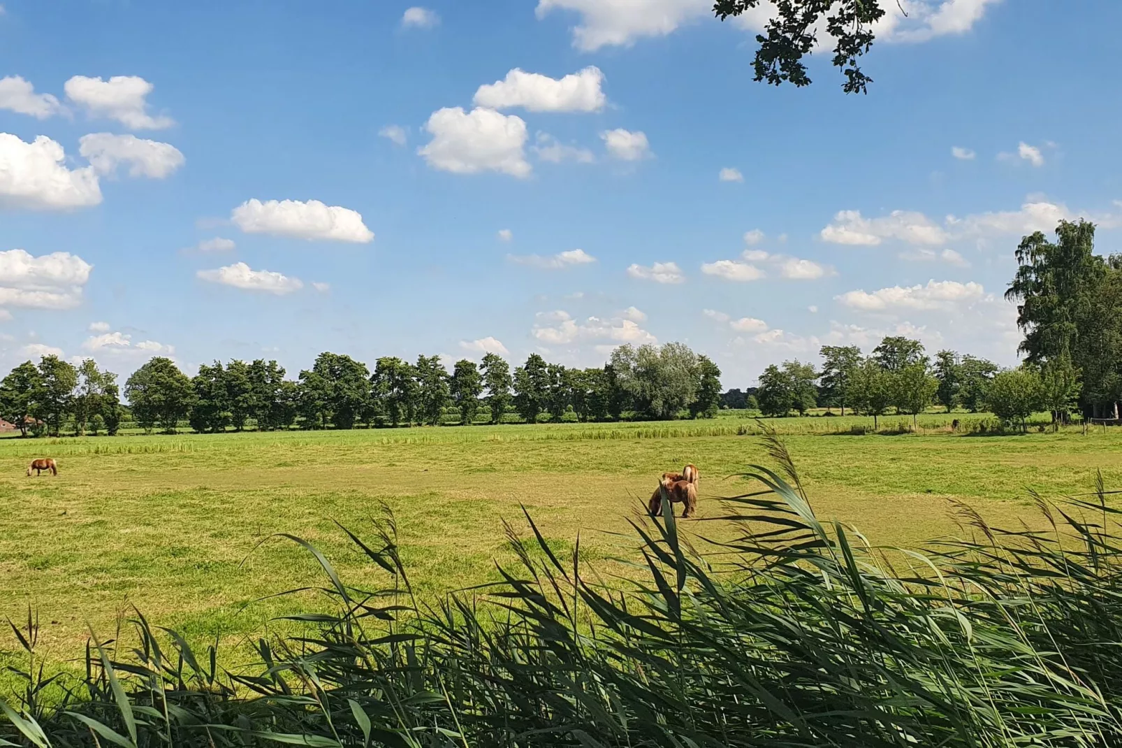 Landelijk Utrecht-Gebieden zomer 1km