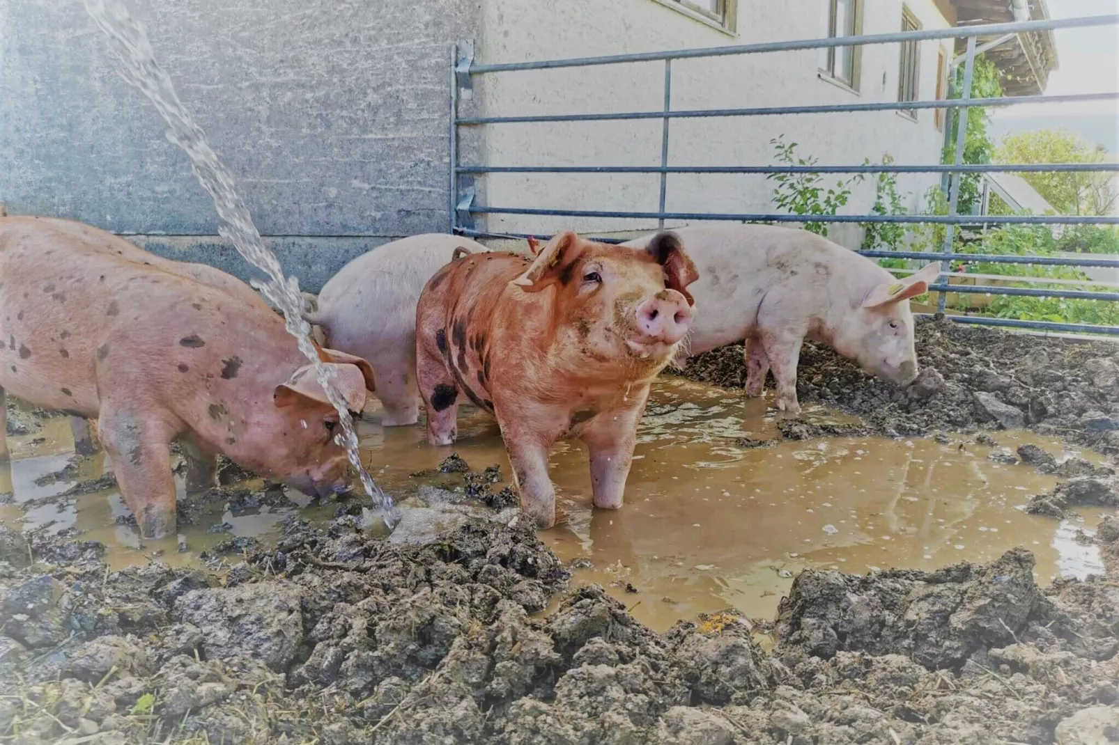 Ferienwohnung am Bio-Bauernhof-Gebieden zomer 1km