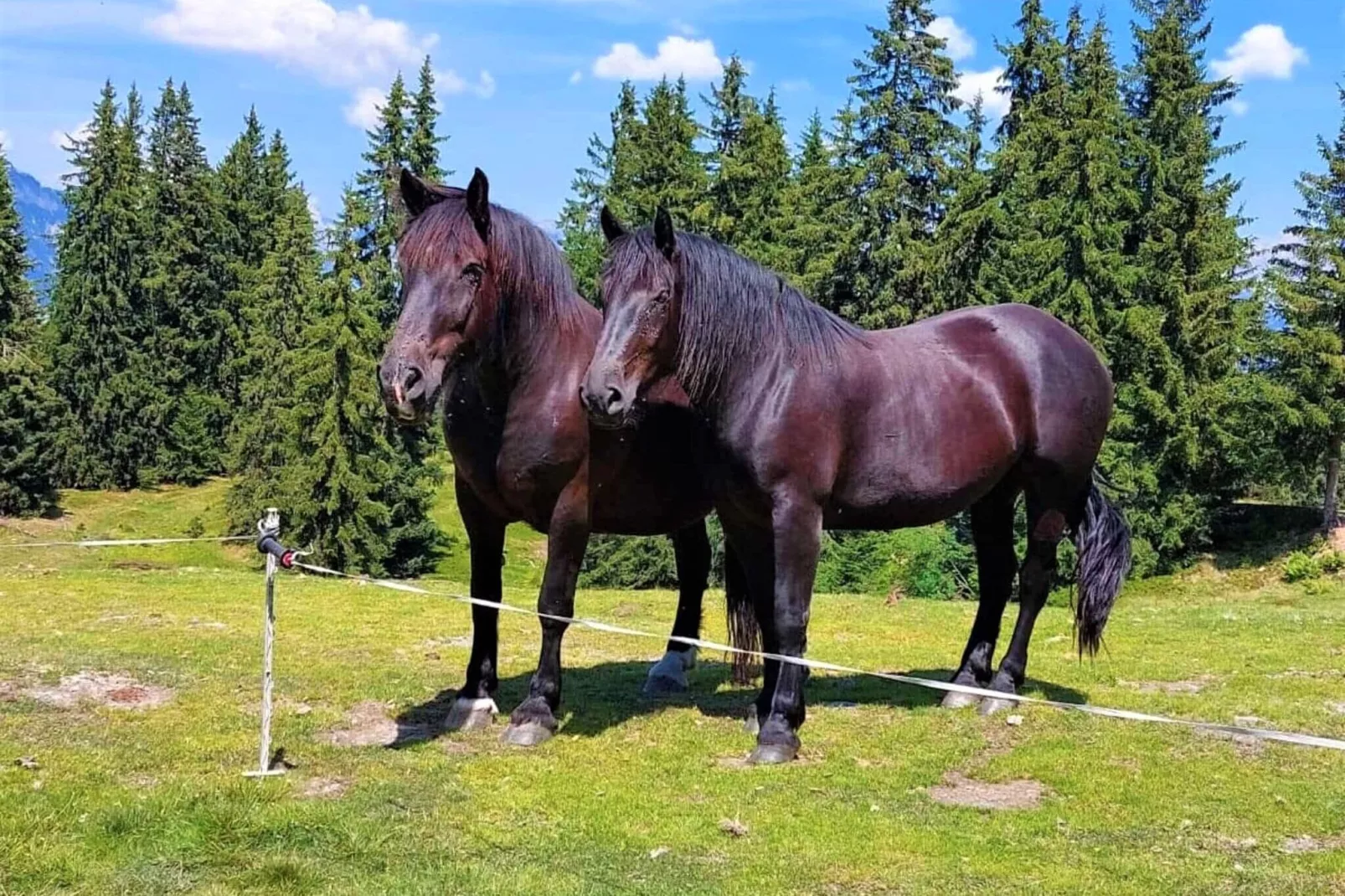 Ferienwohnung am Bio-Bauernhof-Gebieden zomer 1km