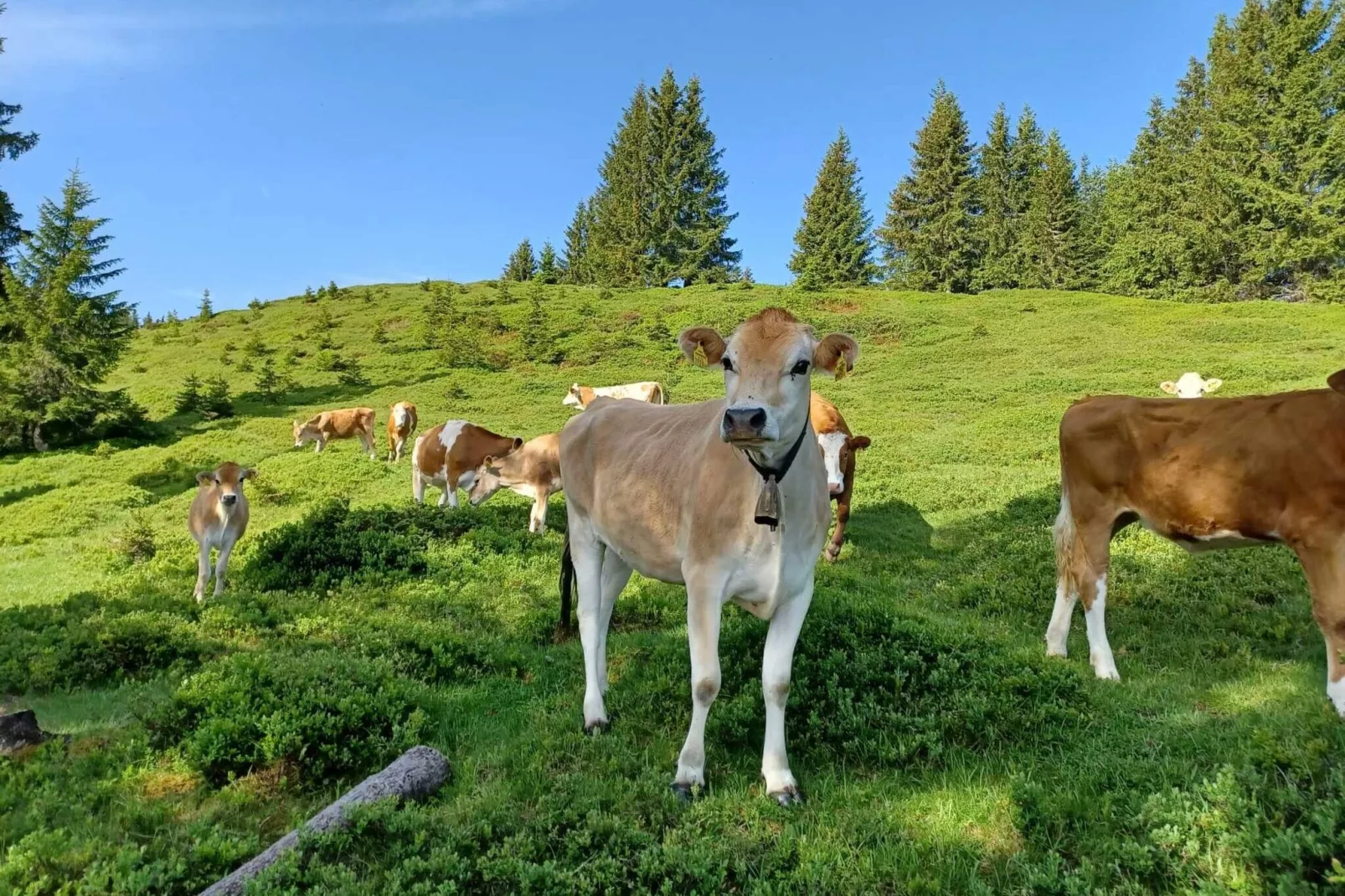 Ferienwohnung am Bio-Bauernhof-Gebieden zomer 1km