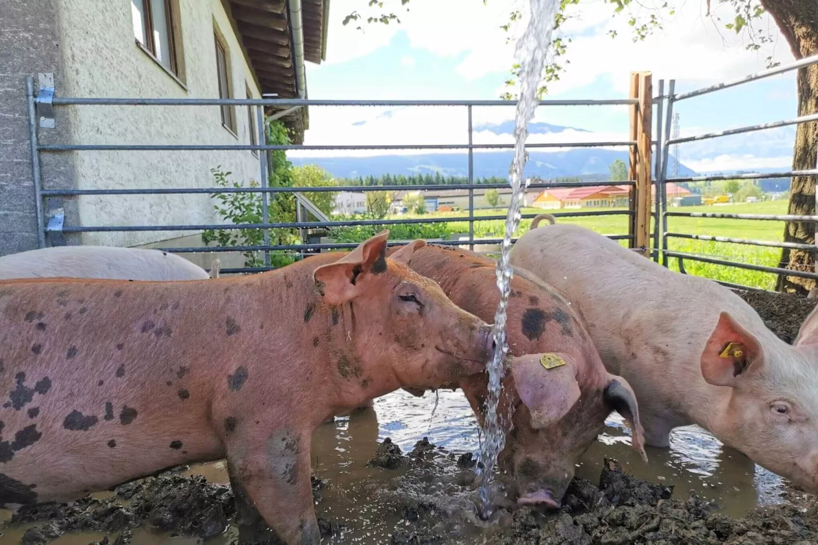 Ferienwohnung am Bio-Bauernhof-Gebieden zomer 1km