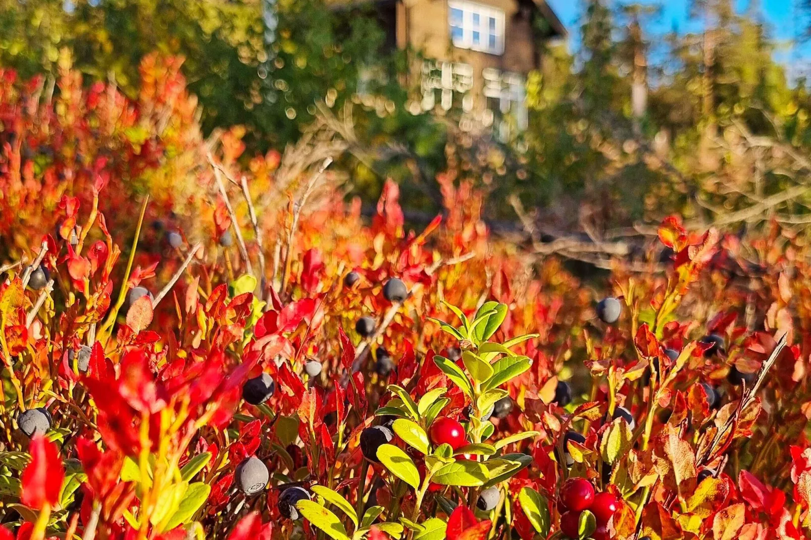 12 persoons vakantie huis in SÄLEN-Buitenlucht