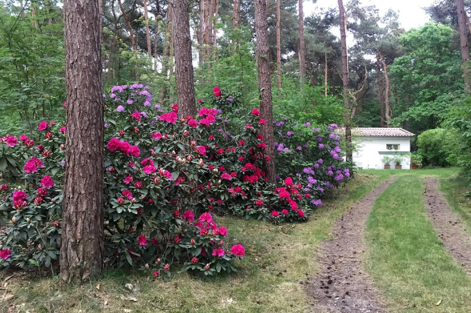 Het Beerenbos-Buitenkant zomer