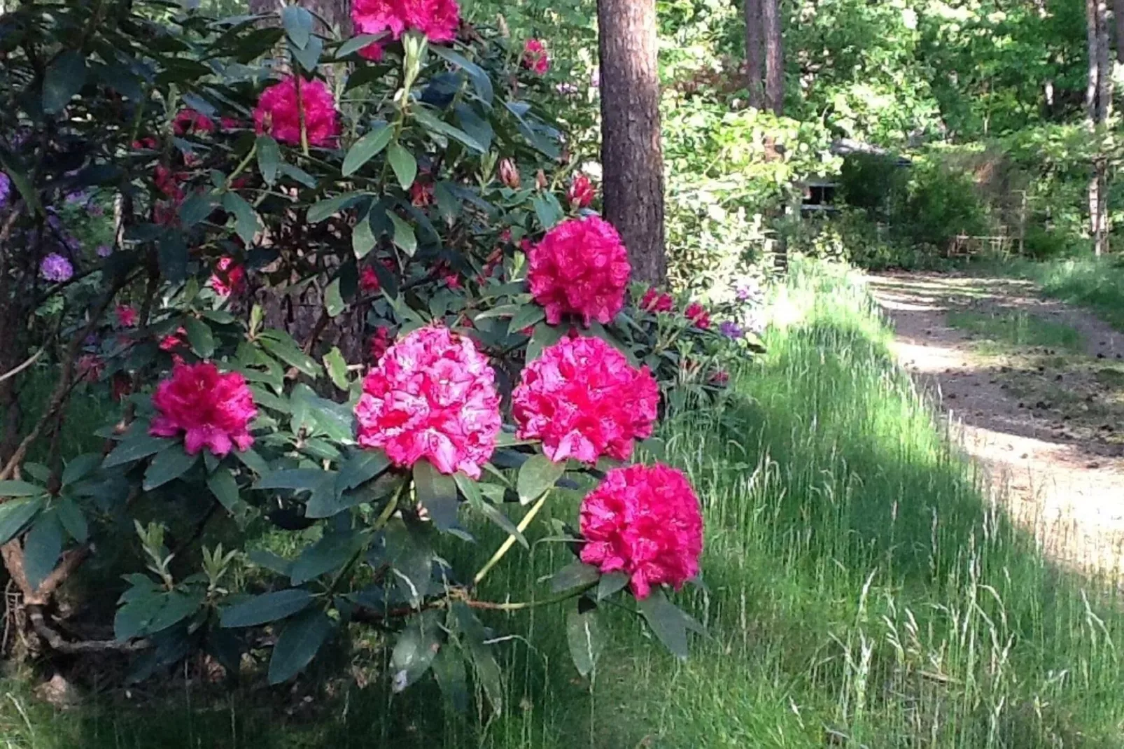 Het Beerenbos-Tuinen zomer