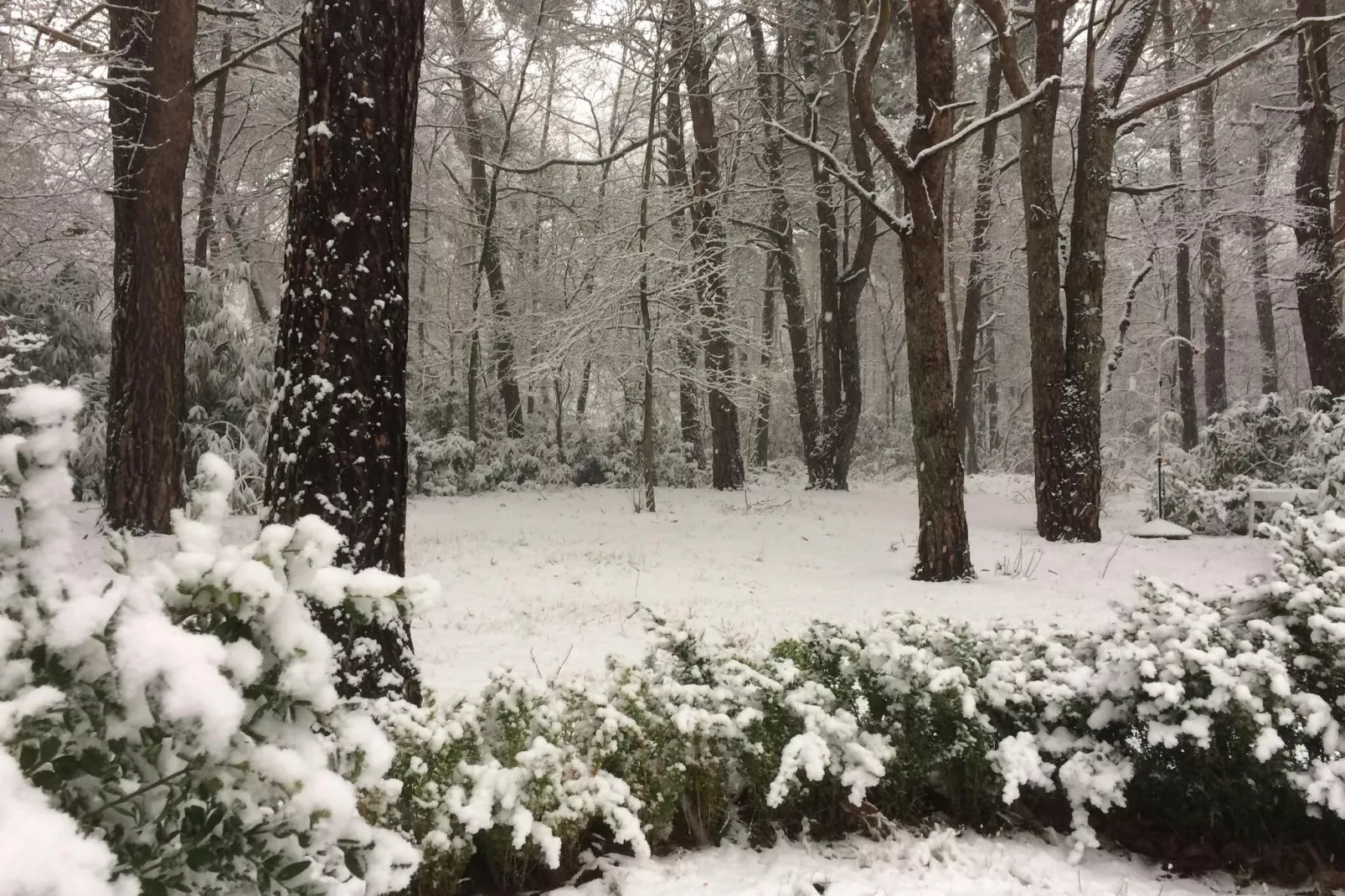 Het Beerenbos-Tuin winter