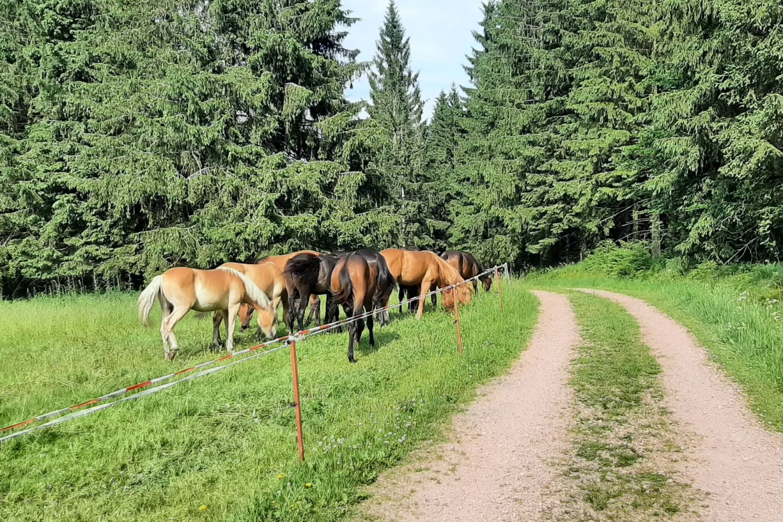 Gasse-Gebieden zomer 1km