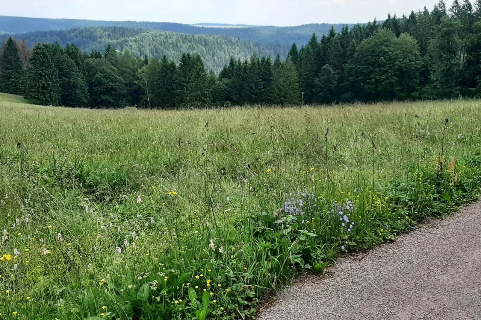 Gasse-Gebieden zomer 5km