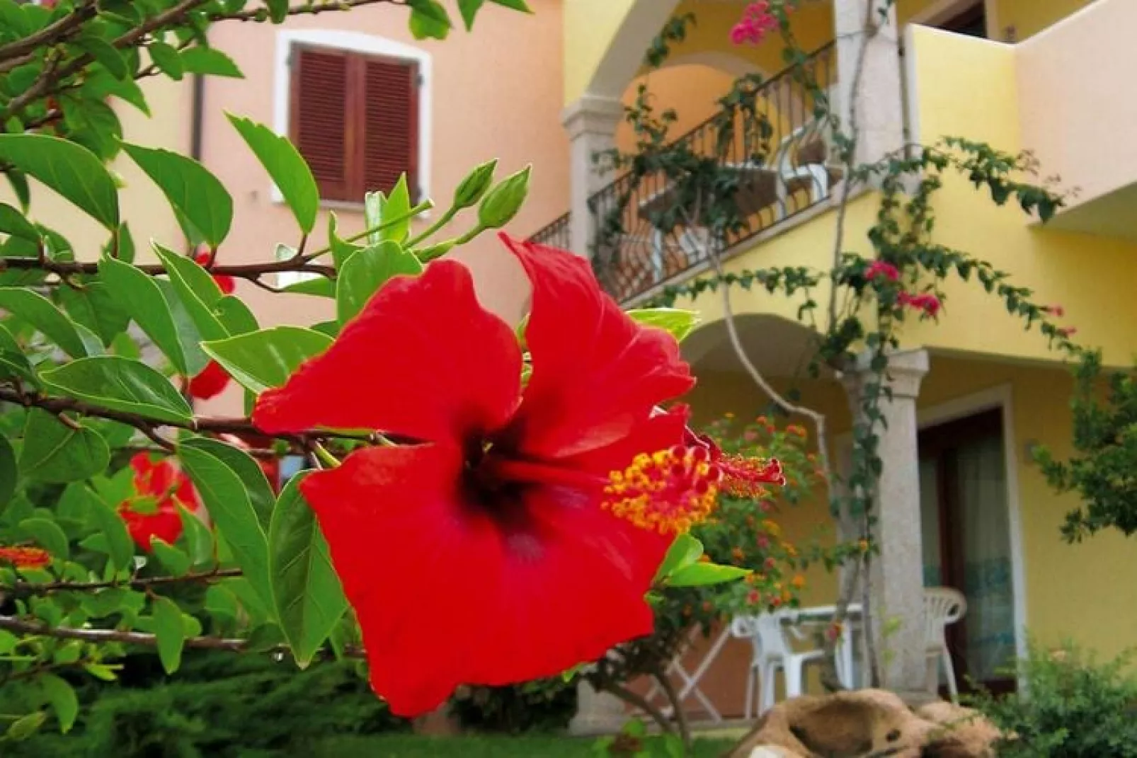 Residence Badus Badesi-Bilo 4 mit Meerblick-Tuinen zomer