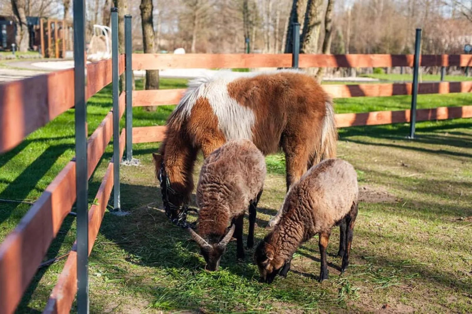 Domek Komfortowy 70 m2 Niechorze-Parkfaciliteiten