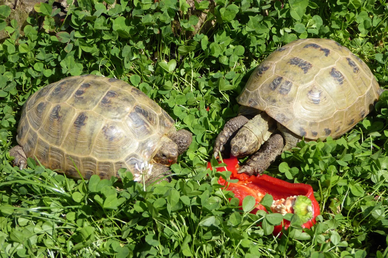 Kleintierbauernhof mit Gartenterrasse-Tuinen zomer