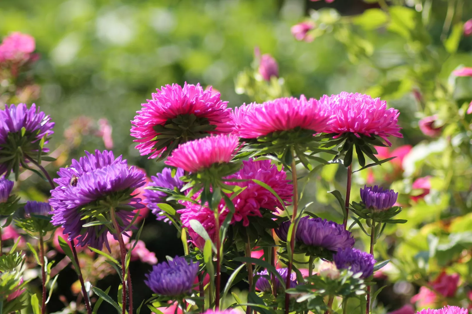 Kleintierbauernhof mit Fernblick-Terrasse-Sfeer