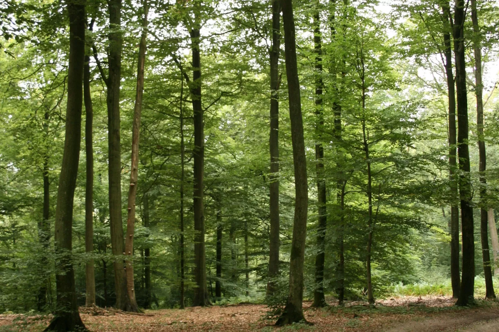 Les Chenets-Gebieden zomer 1km