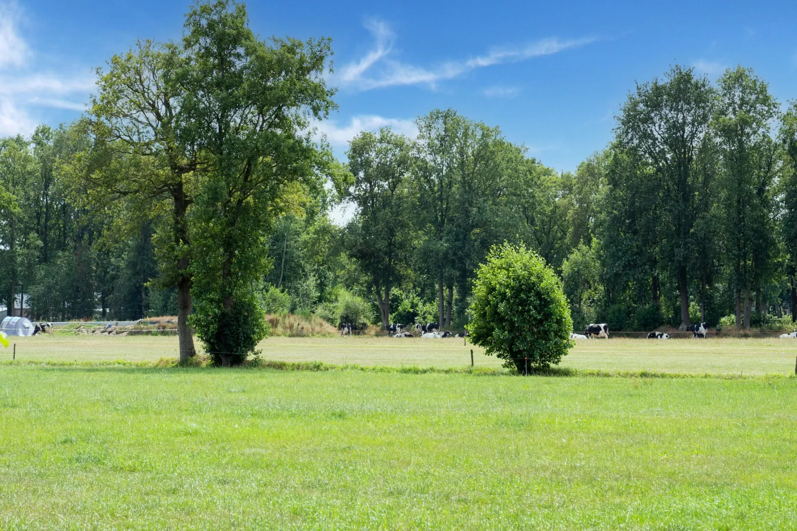 Woonboerderij in Staphorst voor 6 personen-Gebieden zomer 5km