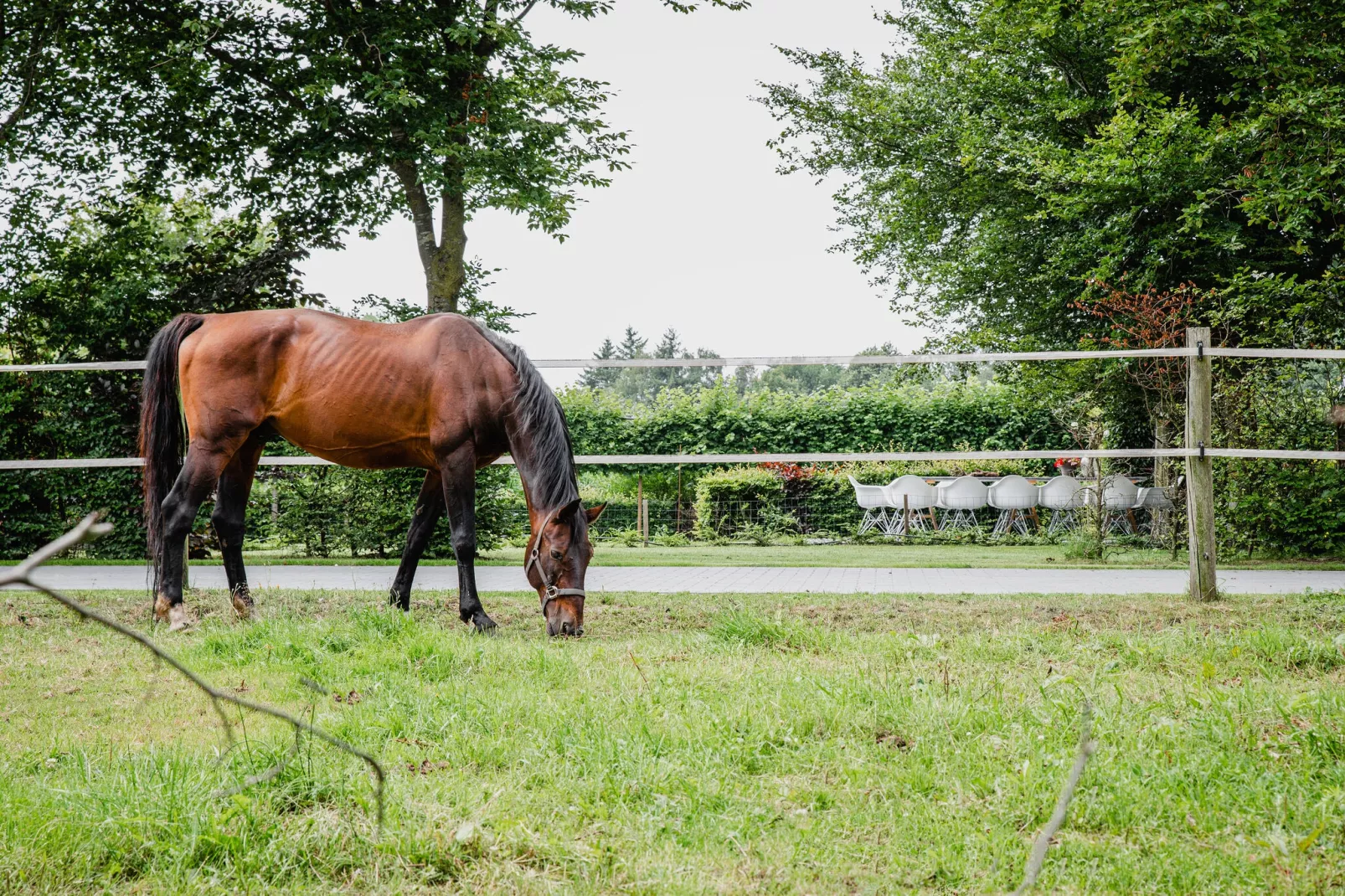 Dorpswoning De Volbloed-Tuinen zomer