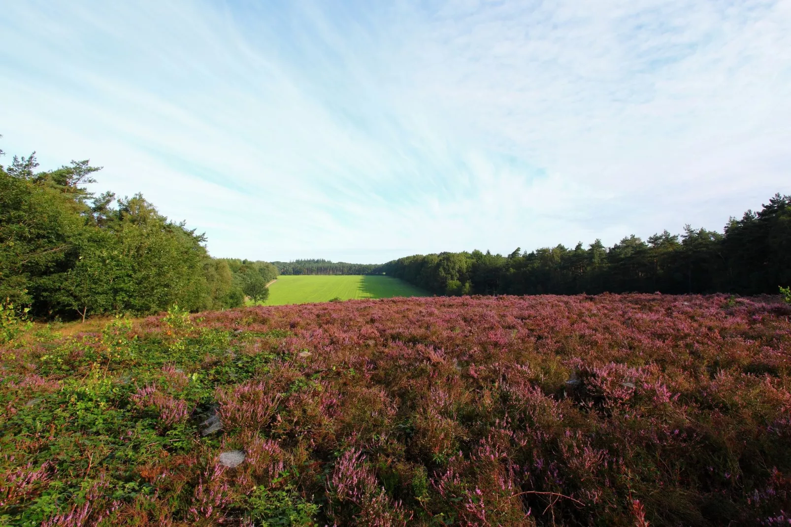 Landgoed De Scheleberg 8-Gebieden zomer 5km