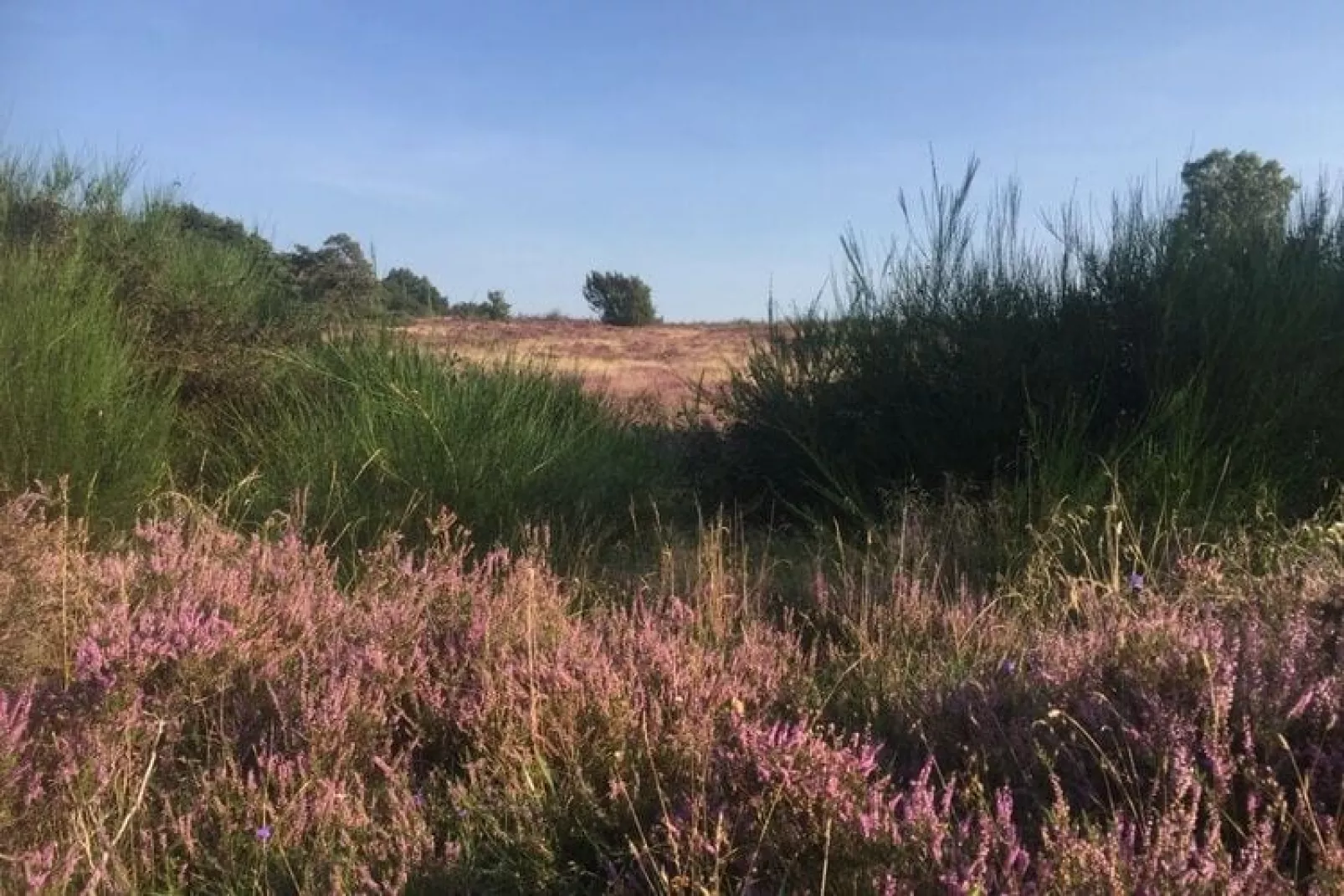 Sneeuwwitje-Gebieden zomer 1km