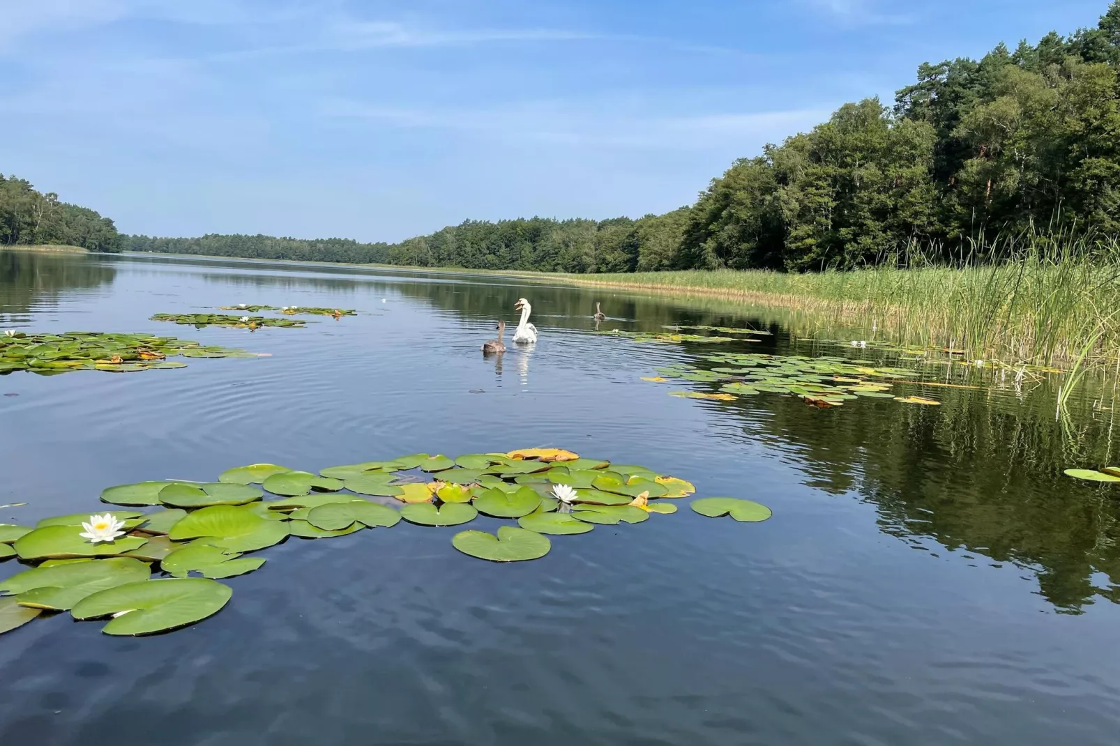 Ferienhaus 75 qm-Gebieden zomer 1km