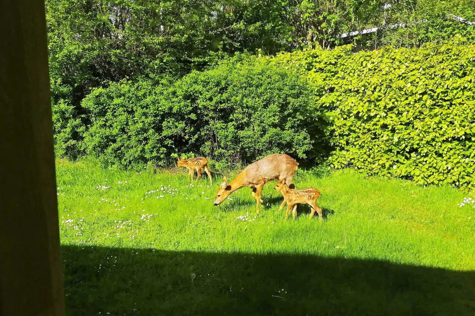 6 persoons vakantie huis in Rødby-Buitenlucht