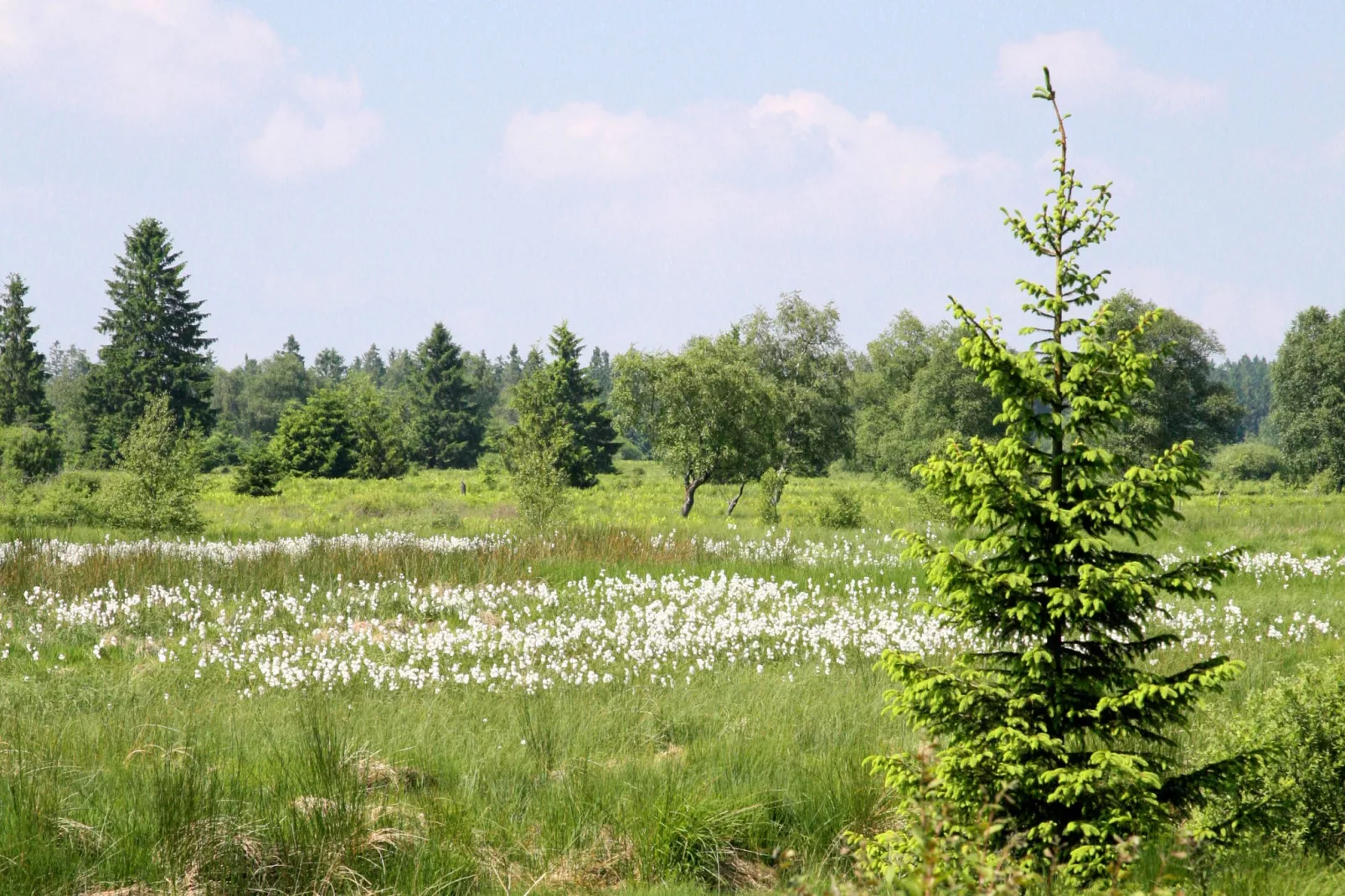 Hautes Fagnes-Gebieden zomer 1km