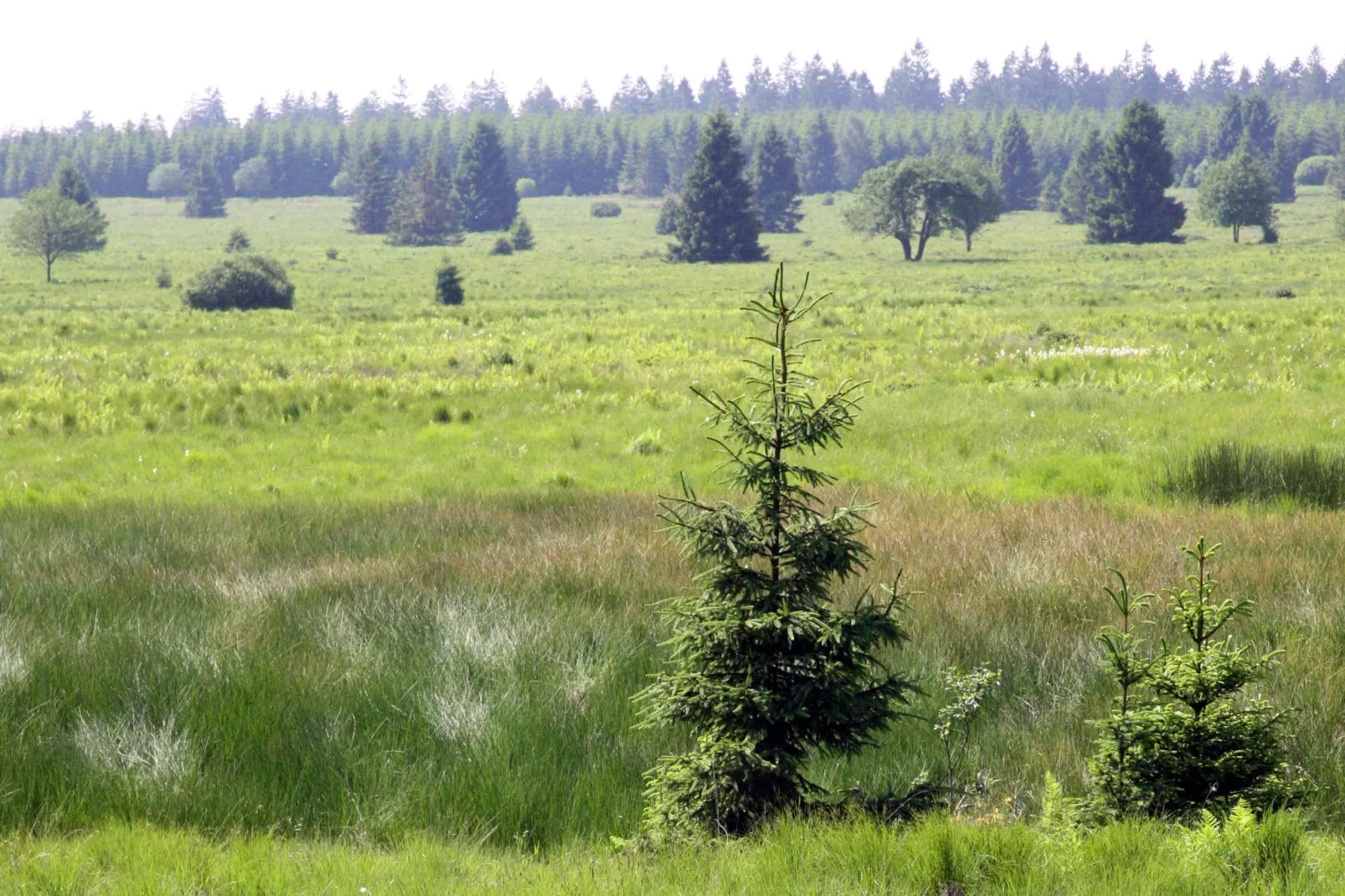 Hautes Fagnes-Gebieden zomer 1km