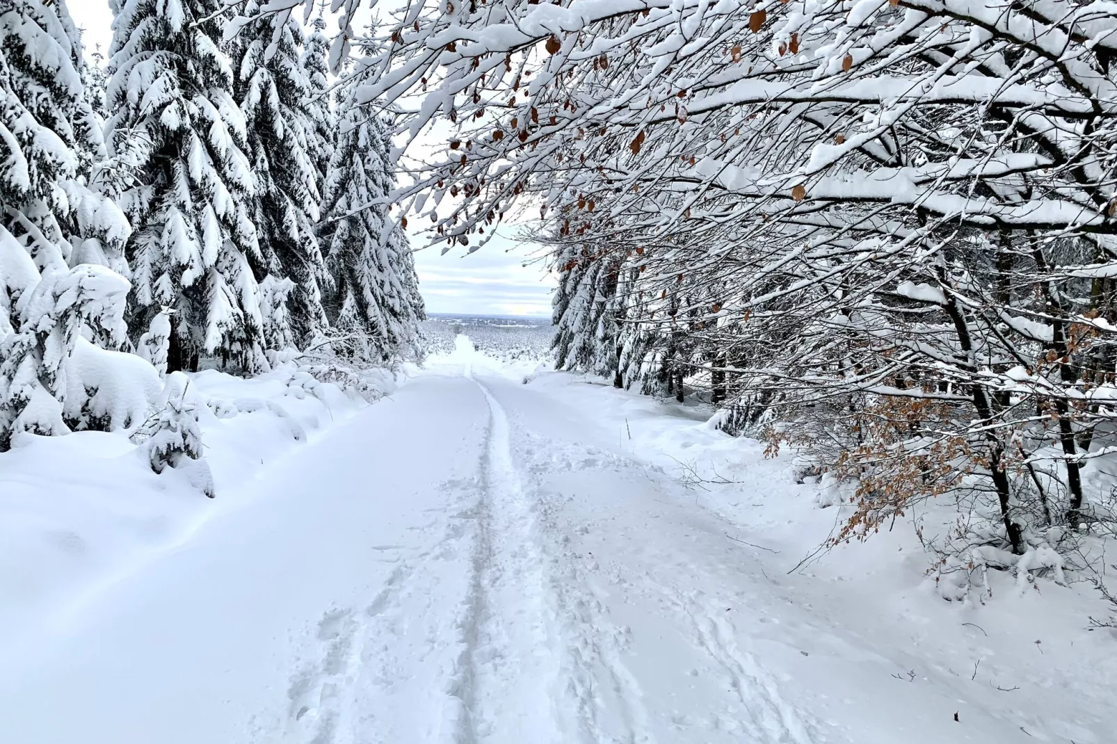 Hautes Fagnes-Gebied winter 20km