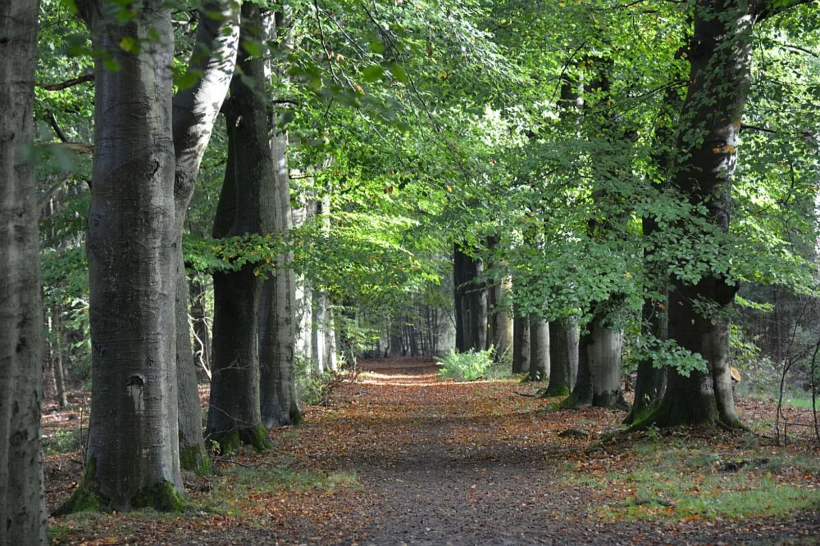 BOSCH-RIJCK 31 Tulp-Gebieden zomer 5km