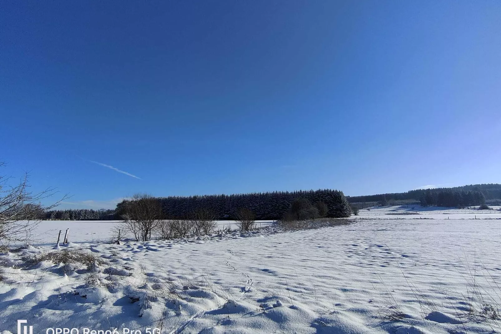 Blue Wood-Gebied winter 1km