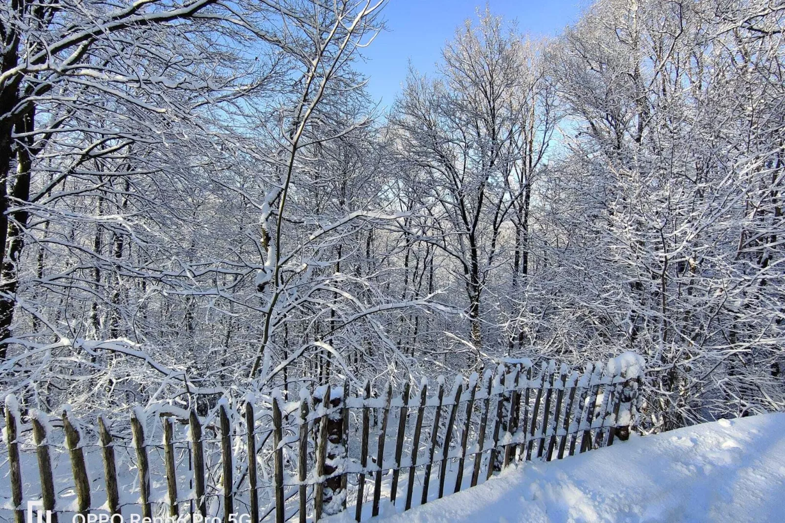 Blue Wood-Gebied winter 1km