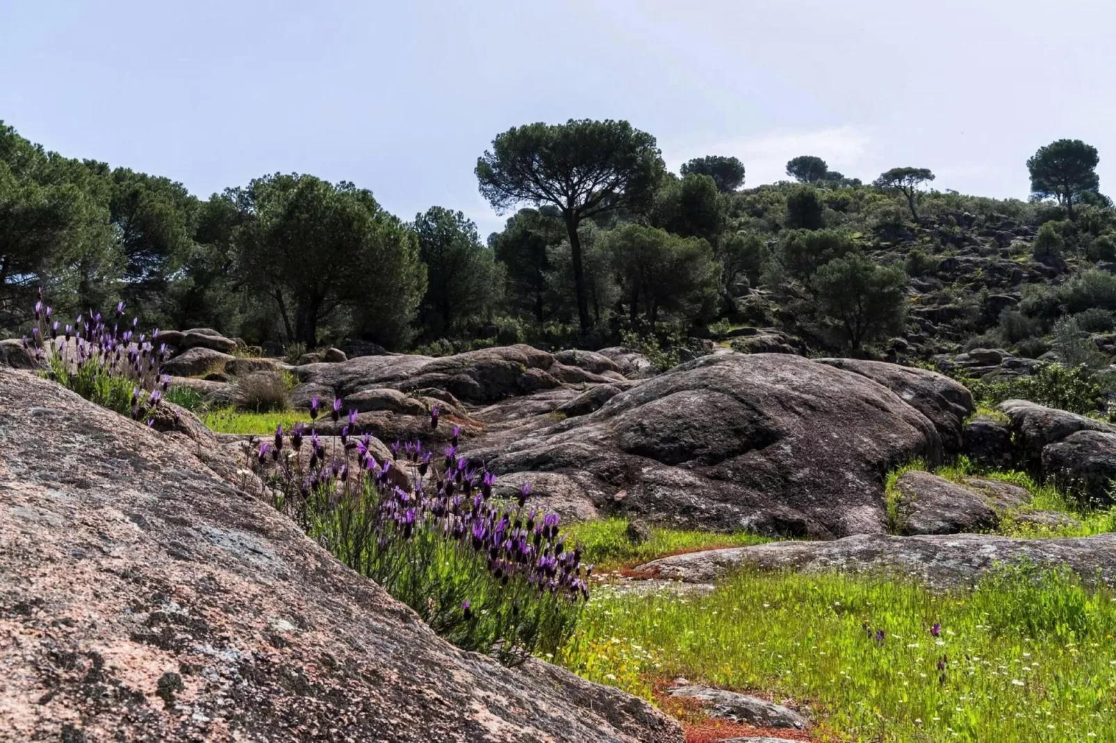 FH in las Jaras - CT 113 CO 7 PAX-Gebieden zomer 5km