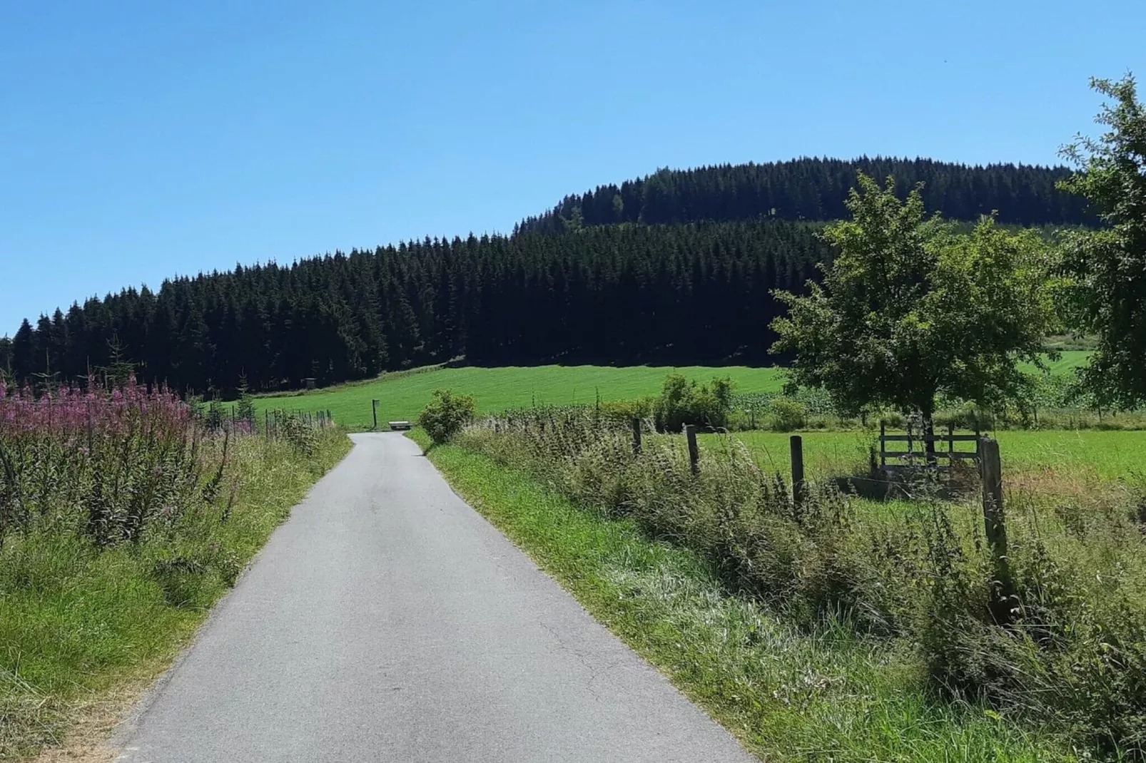 Bergfreiheit-Gebieden zomer 1km