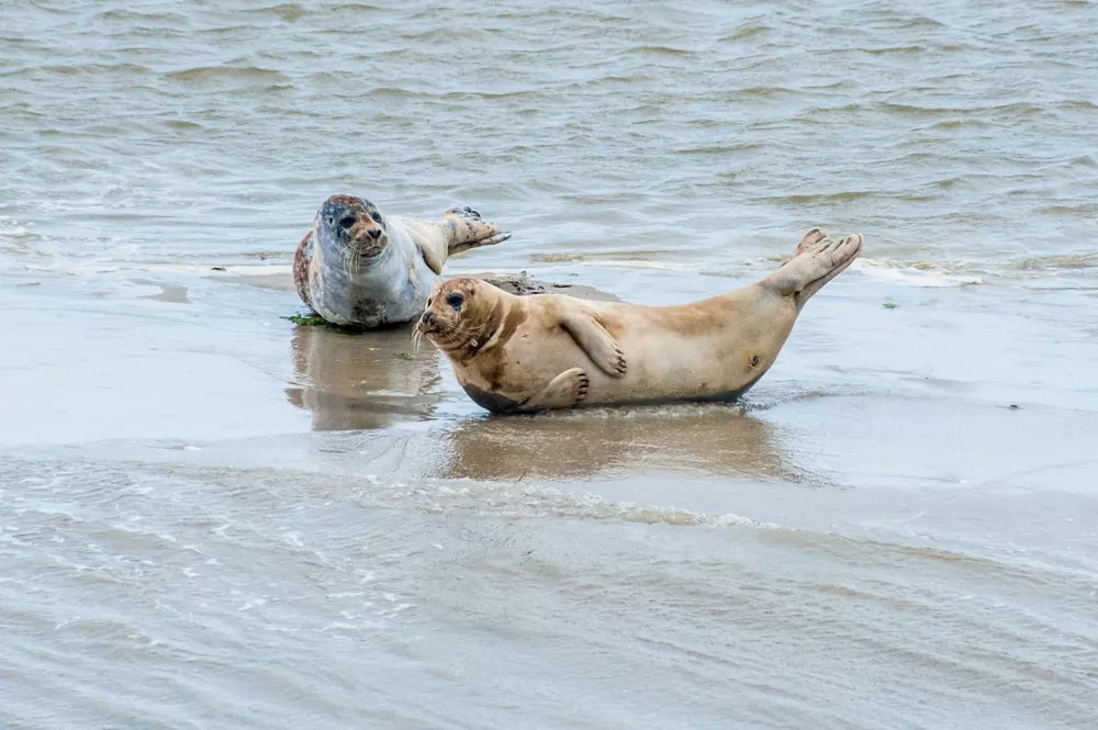 Zeehonden spotten op de Waddeneilanden