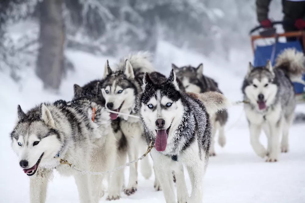 Hondensleeën in Zweeds Lapland