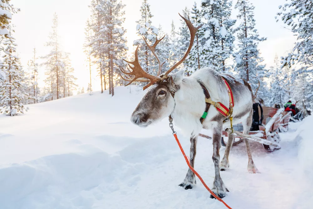 Rendiertocht in Skellefteå