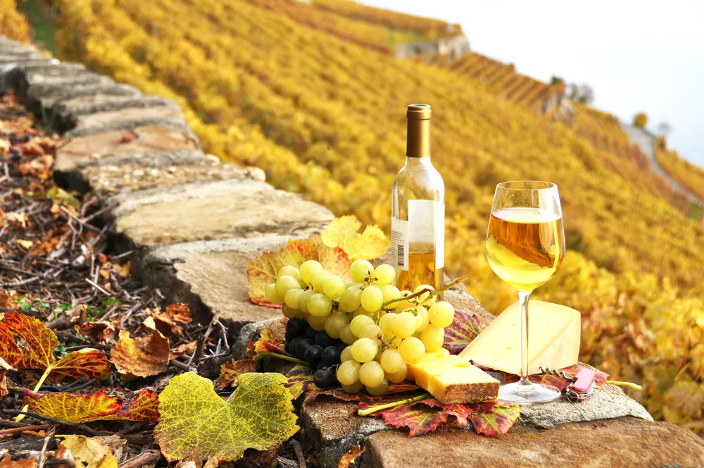 Wijngaard voor witte wijn in Frankrijk