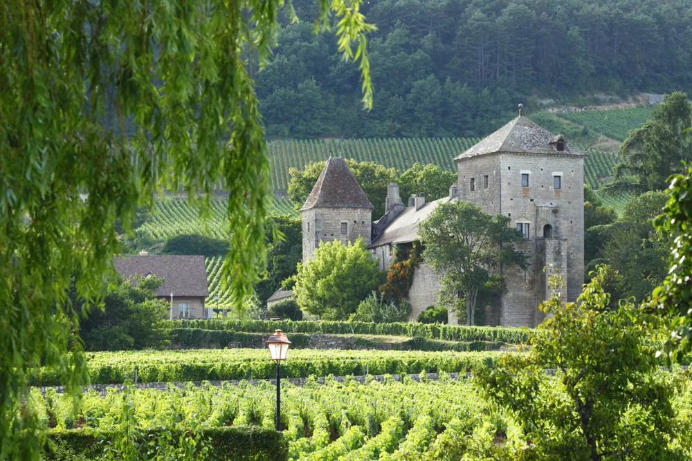 Wjingaard Bourgogne