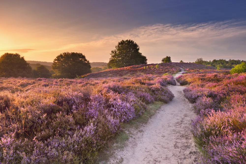 Veluwe in Gelderland