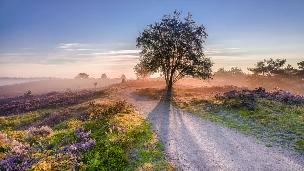 Landschap van de Veluwe