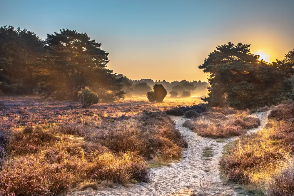 Nationaal Park Dwingelderveld