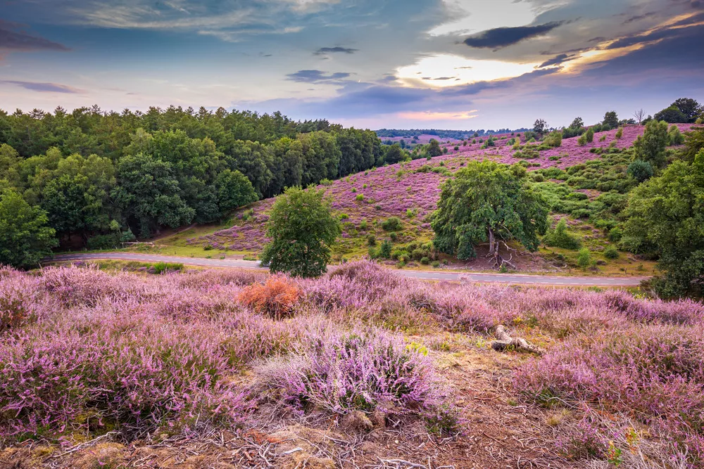 landschap van de Veluwe