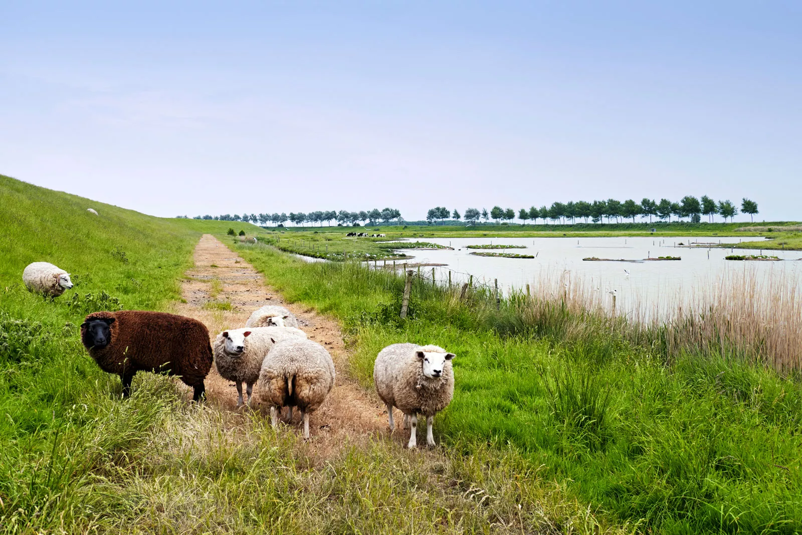 Schapen langs het water in Zeeland