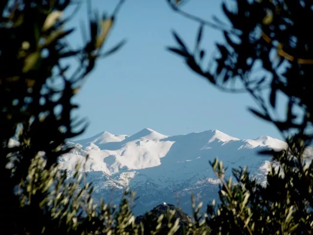 berg tussen bomen door