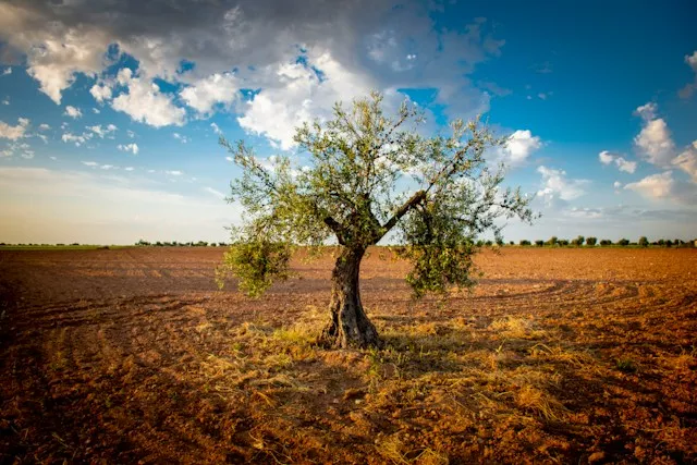 olijvenboom in veld