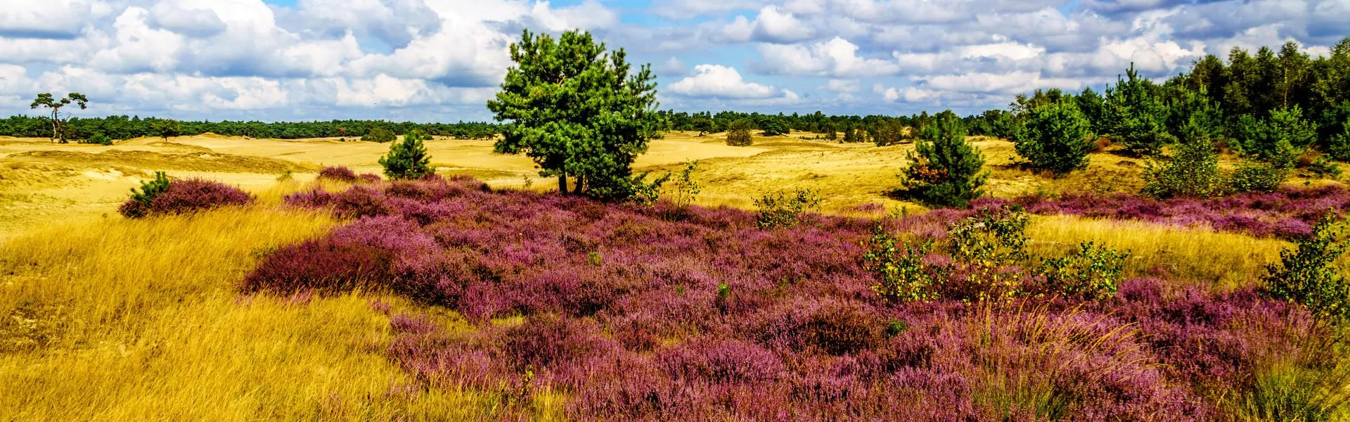 Vakantiehuizen Voorthuizen