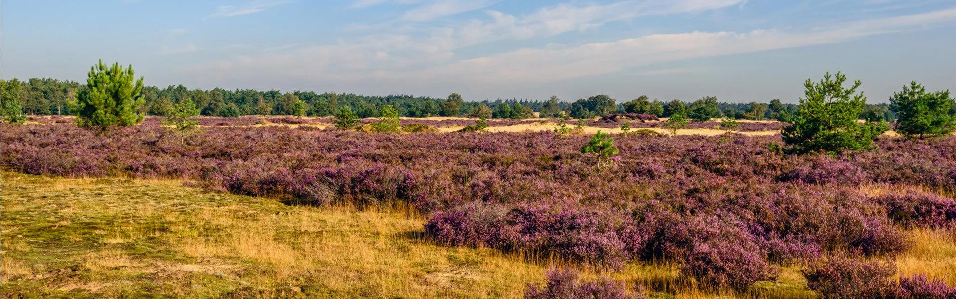 Vakantiehuizen Boekel