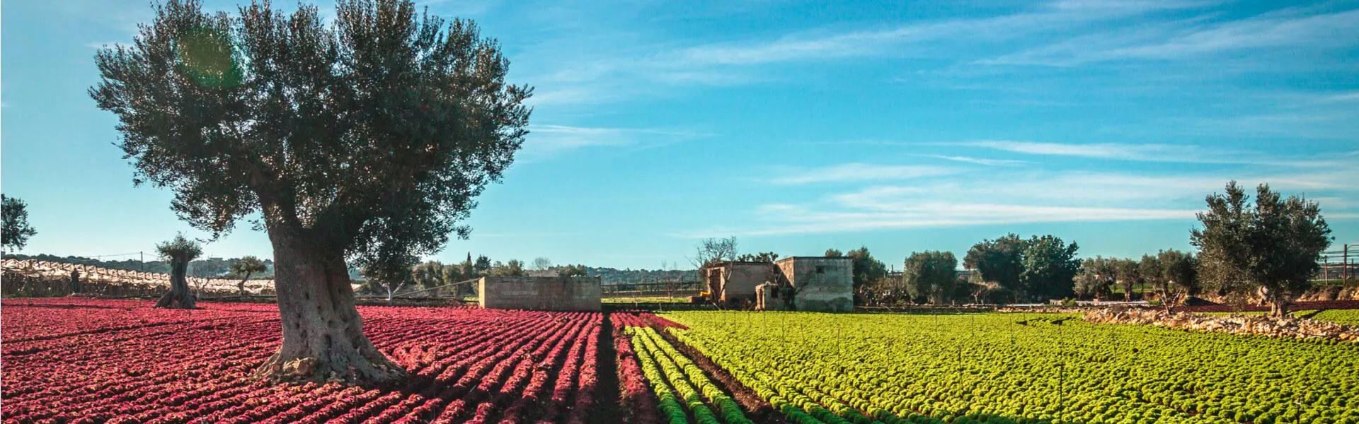 Vakantiehuizen Carovigno